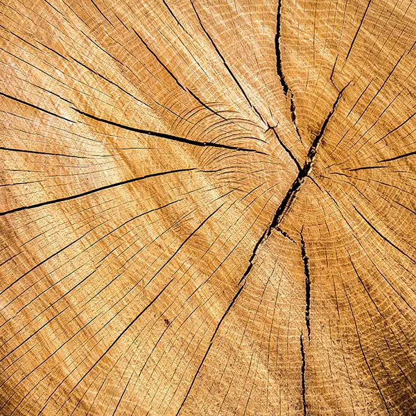 ¿Cuánto tiempo debe secarse la madera verde antes de tallar?